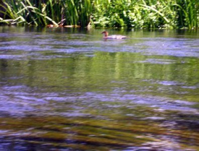 Zdjęcia z naszych spływów kajakowych - wda-22-07-29-07-2007