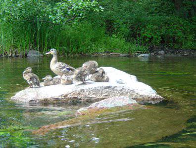 spływy kajakowe  - konkurs-2006-rozstrzygniety