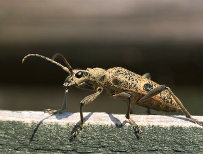 Zdjęcia z naszych spływów kajakowych - krutynia-owady