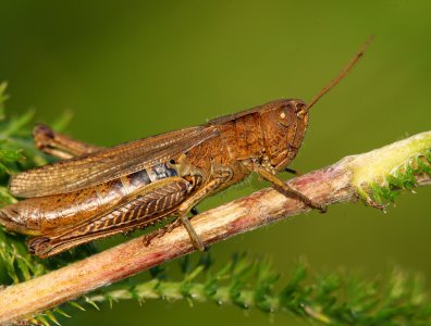 Zdjęcia z naszych spływów kajakowych - krutynia-owady