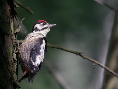Zdjęcia z naszych spływów kajakowych - krutynia-ptaki