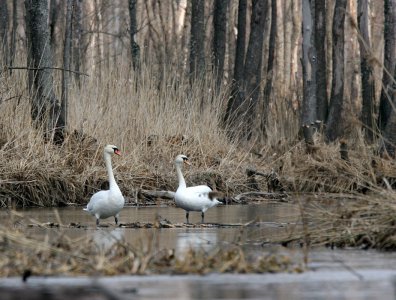 Zdjęcia z naszych spływów kajakowych - krutynia-ptaki