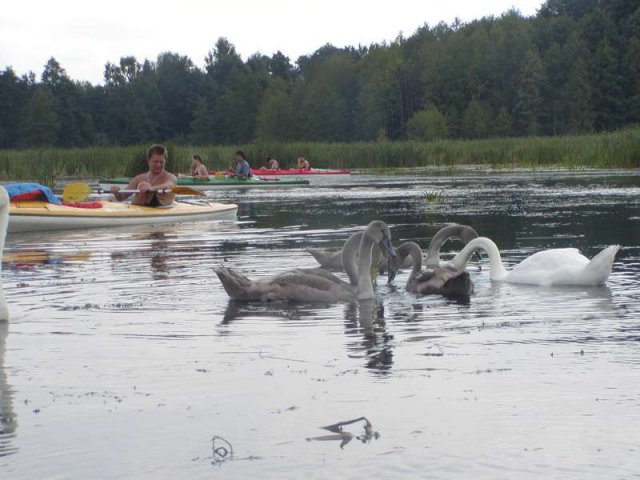 Brak tytułu