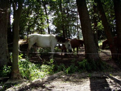 Zdjęcia z naszych spływów kajakowych - krutynia-1-10-08-2005