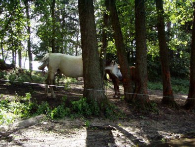 Zdjęcia z naszych spływów kajakowych - krutynia-1-10-08-2005