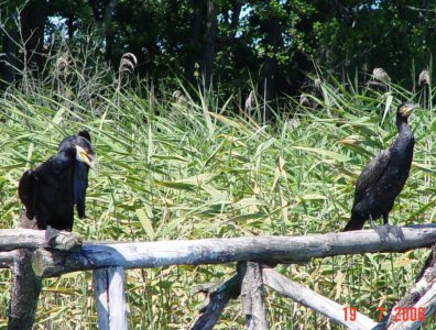 Zdjęcia z naszych spływów kajakowych - krutynia-17-07-26-07-2006-najbardziej-rozrywkowy-splyw-w-historii-firmy