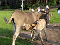 Zdjęcia z naszych spływów kajakowych - fotki-roberta-g