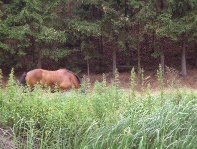 Zdjęcia z naszych spływów kajakowych - wda-22-07-29-07-2007
