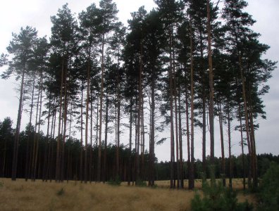 Zdjęcia z naszych spływów kajakowych - wda-22-07-29-07-2007