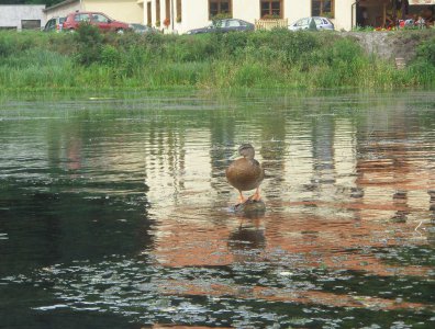 Zdjęcia z naszych spływów kajakowych - wda-22-07-29-07-2007